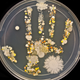 Image for article titled Your Hand Print Is Way More Interesting After A Few Days In A Petri Dish